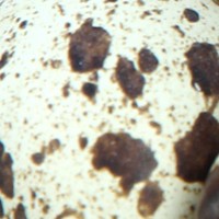 Close-up of Pepper's tan speckled egg shell