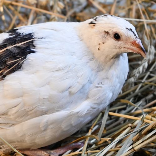 Biscuit, a white quail hen with a black speckled patch on one wing