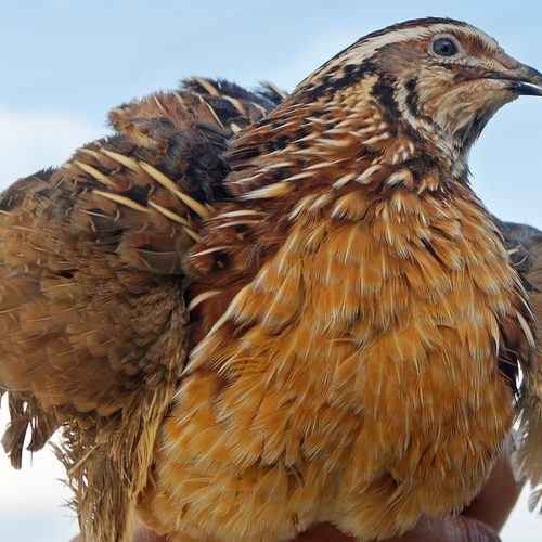 Huckleberry, a golden quail hen with a striped head