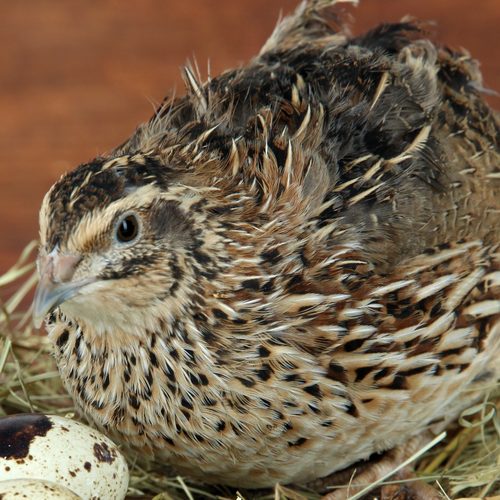 Juniper, a warm chestnut-brown mottled quail hen, sitting in hay next to an egg
