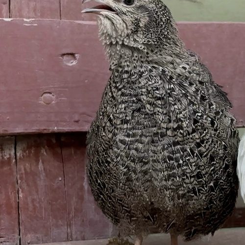 Pepper, a grey speckled quail hen, mid-chirp